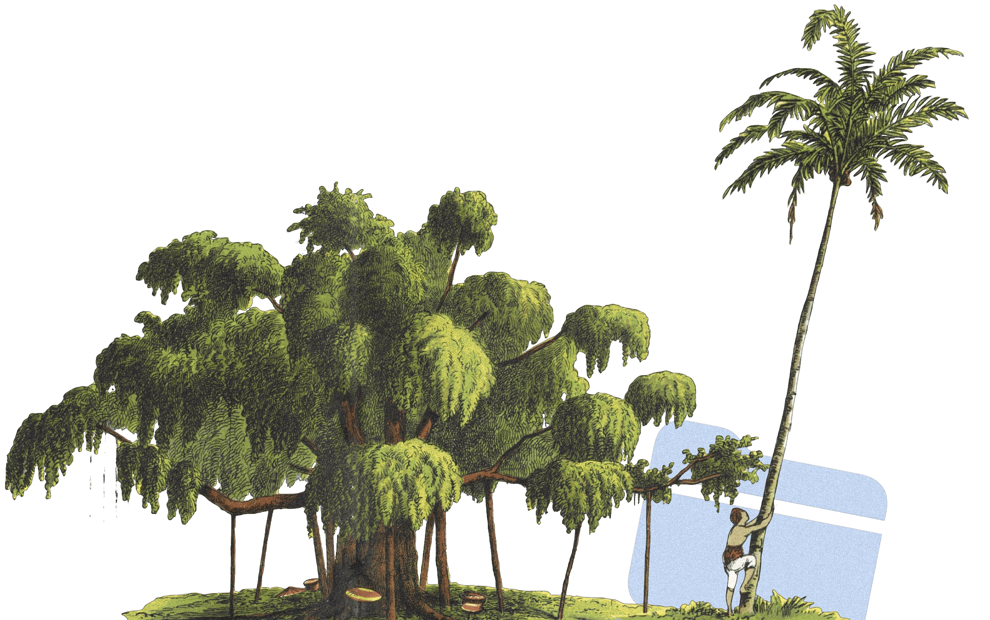 file folder trees climber